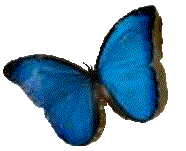 Resultado de imagen para mariposa azul gif
